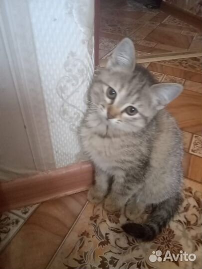 Кошки в добрые руки бесплатно