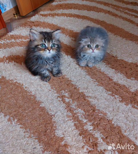 Шотландские котята