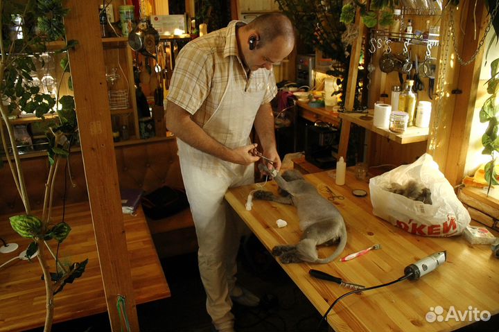 Стрижка кошек, котов на дому. Все районы города