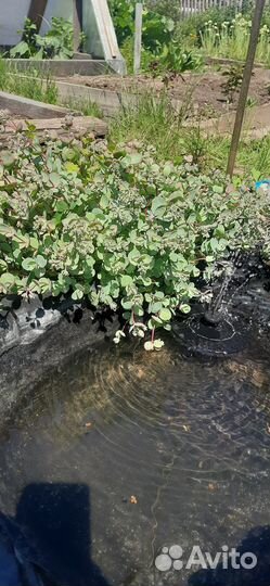 Очиток (седум)