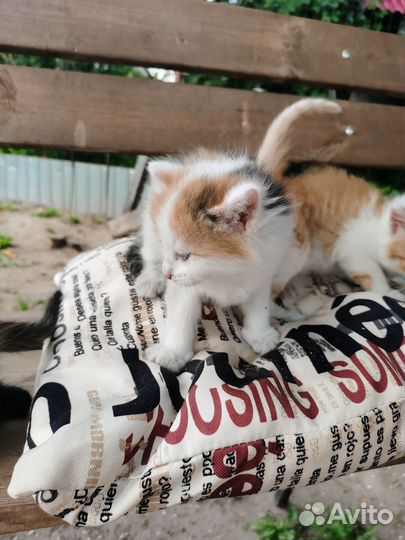 Котята в добрые руки бесплатно