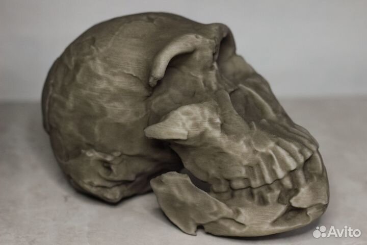 Homo Naledi реплика черепа антропология