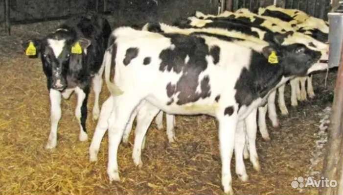 Бычки телята отборные