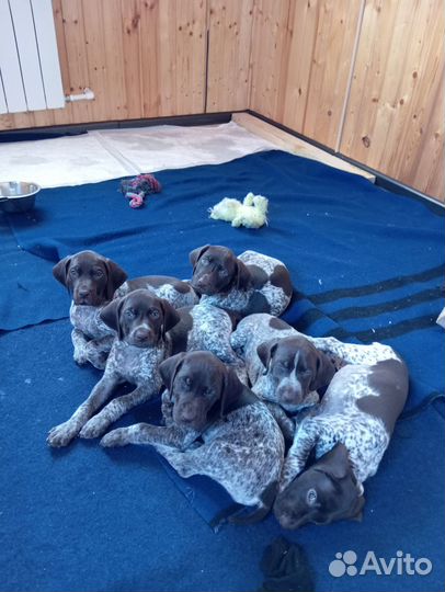 Щенки курцхаара