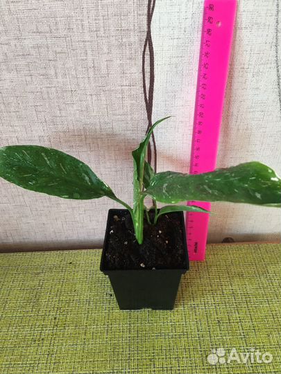 Спатифиллум Домино