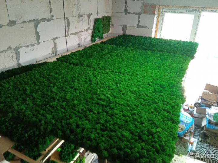 Мох стабилизированный оптом и в розницу