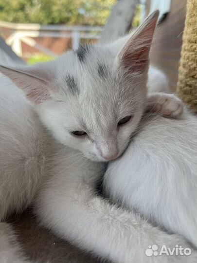 Кошка в дар