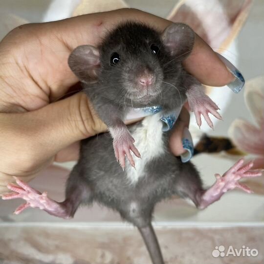 Питомник. Дамбо крысы, крысята, крыса