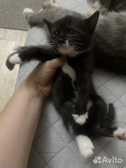 Котенок бесплатно