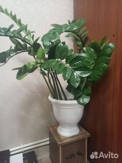 Замиокулькас