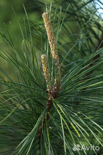 Сосна Корейская, Кедровый Стланник семена