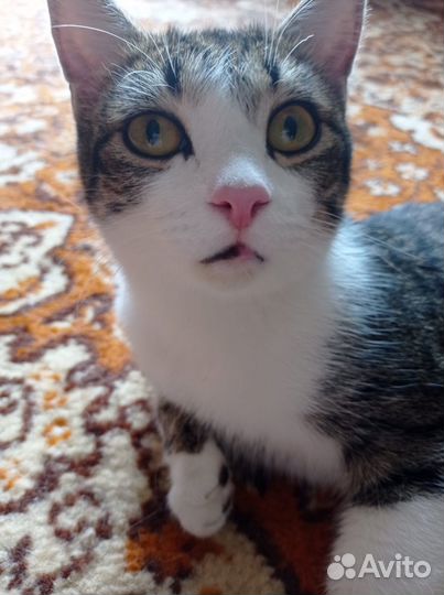 Котик в хорошие руки