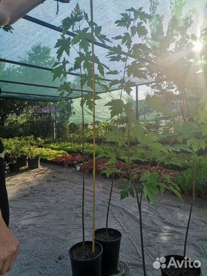 Клен остролистный в горшках