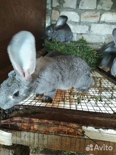 Кролики гибриды