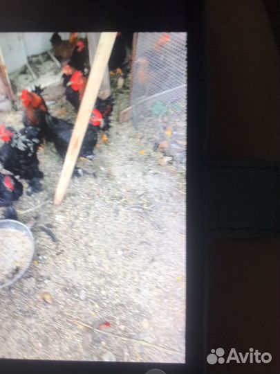 В продаже куры