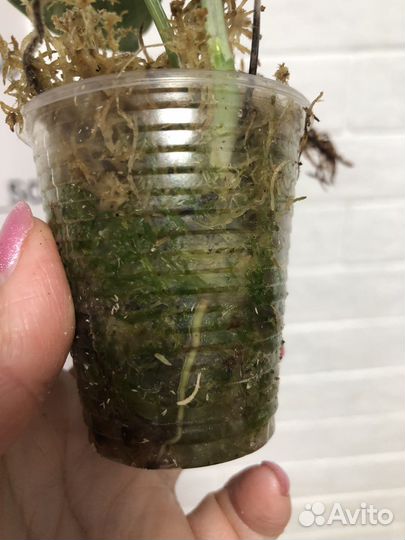 Сциндапсус Жаде сатин вариегатный