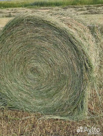 Сено в рулонах