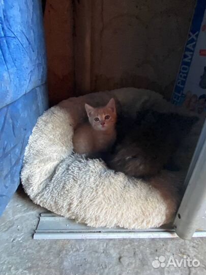 Отдам котят в хорошие руки