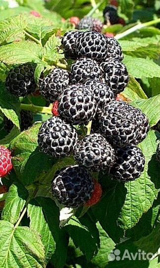 Ежемалина.Чёрная малина. Кумберленд