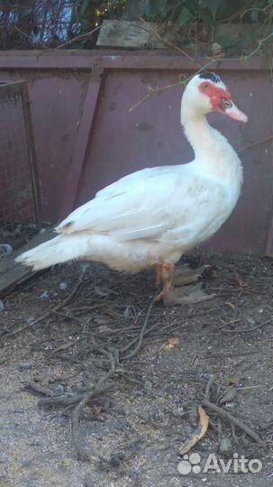 Молодые селезни