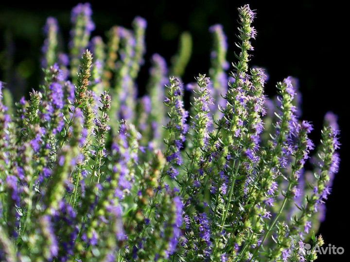 Саженцы иссопа(северная лаванда). Разные сорта
