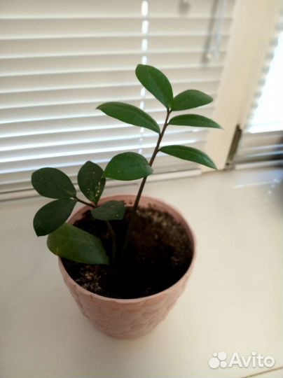 Замиокулькас