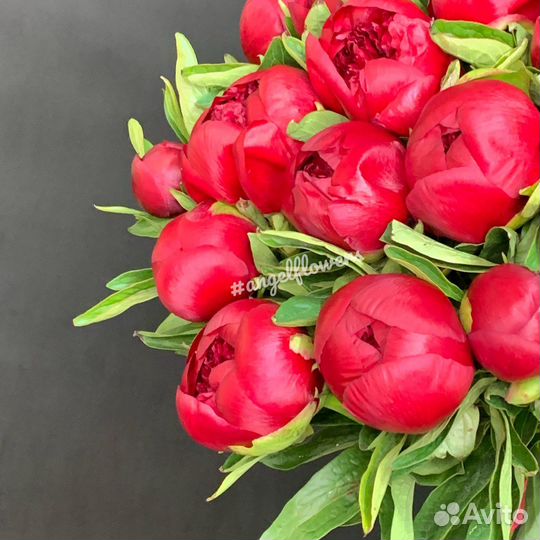 Красные пионы