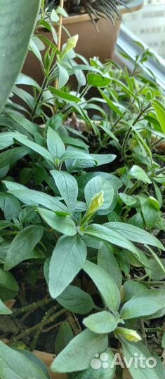 Комнатные растения цветы