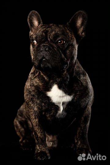 Французский бульдог кобель вязка