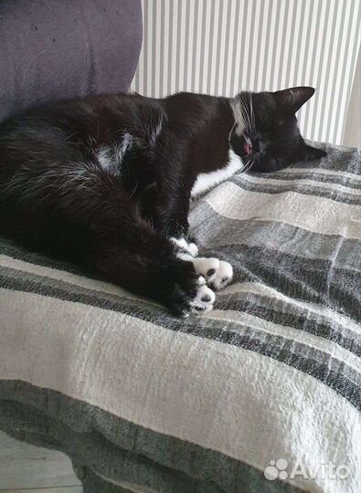 Кошечка Пи ищет дом :)