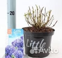 Крупнолистная гортензия little XXL. горшок 2л. Евр