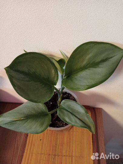 Эпипремнумы, спиндапсусы, хойи