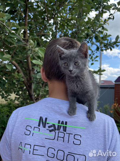 Отдам в добрые руки маленькую кошечку