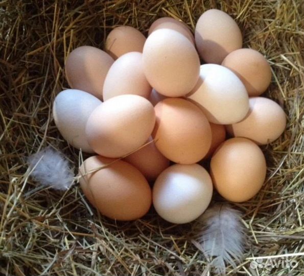 Яйцо инкубационное куриное