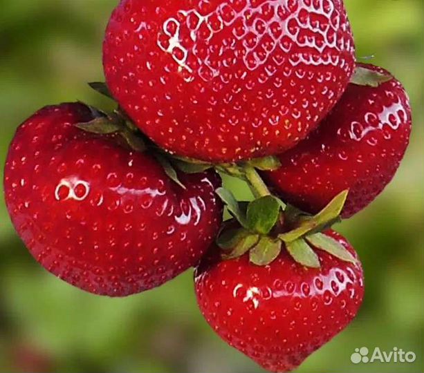 Рассада клубники (сенсация)