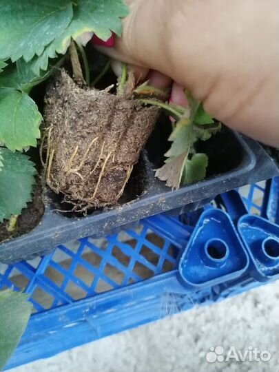 Рассада клубники