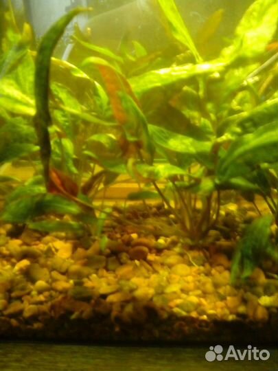 Аквариумные растения