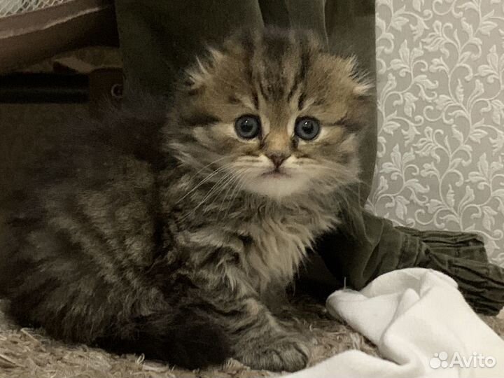 Котята шотландский скотишь фолд