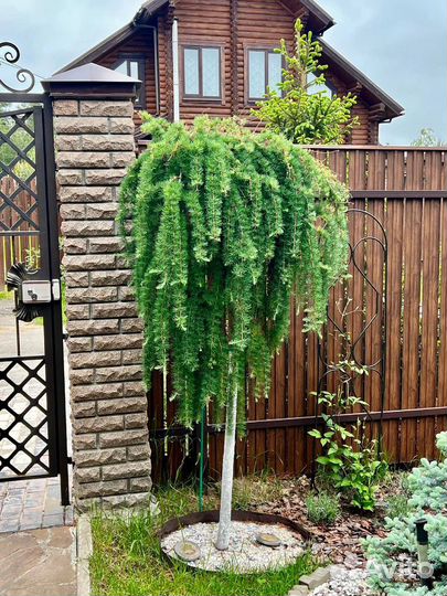 Пендула европейская на штамбе