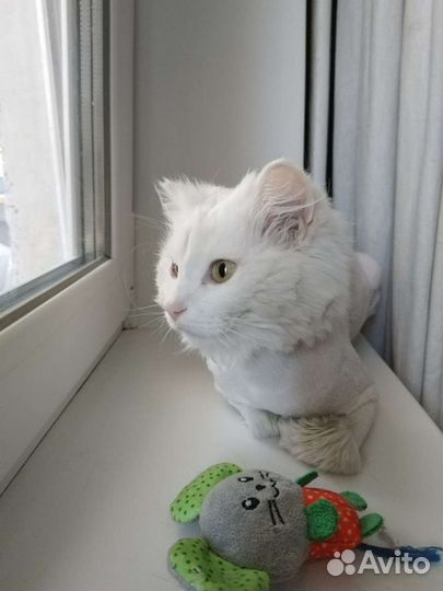 В Добрые руки