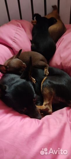 Вязка той терьер