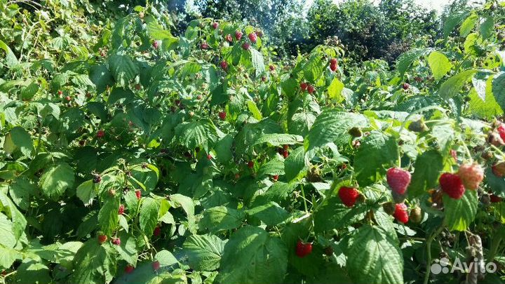 Саженцы малины Полька