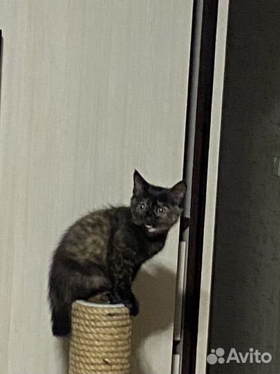 Котятки девочки в добрые руки