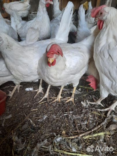 Куры с доставкой