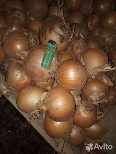 Оптом Лук репчатый