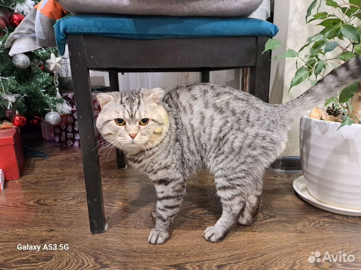 Шотландский всислоухий кот на вязку