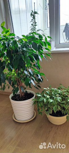 Фикус 2шт