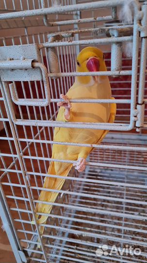 Ожереловый попугай