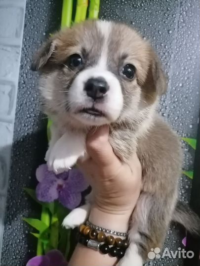 Вельш-корги пемброк девочка