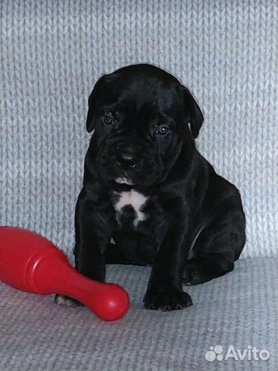 Щенки Кане Корсо